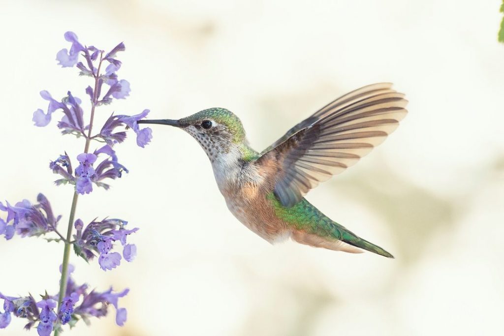 Hummingbird